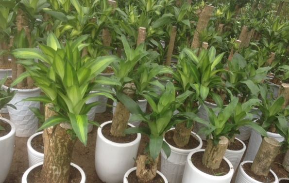 Những loại cây nhà nào cũng cần trồng để hút mọi khí độc