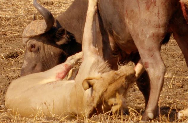 Clip: “Cái kết không tưởng” sau đại chiến giữa sư tử và trâu rừng