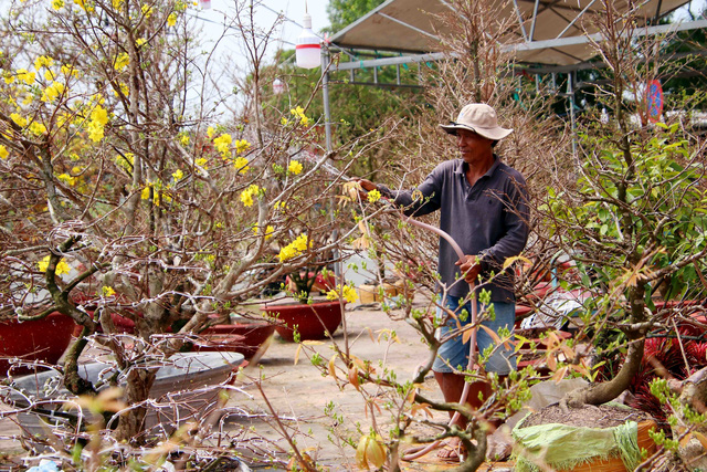 Trầm lắng thị trường hoa mai Tết