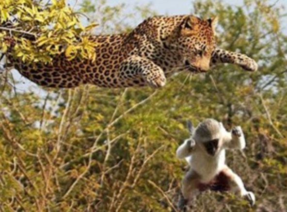 Clip: Báo dùng “khinh công” bay trên cây để giết khỉ