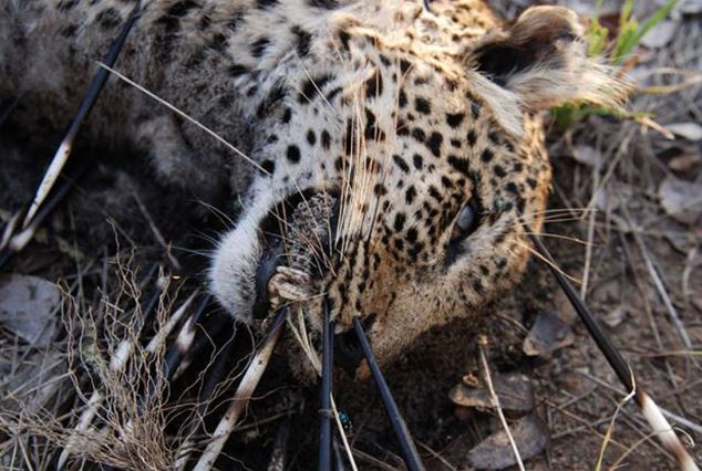 Báo đốm chết thảm vì cả gan giết nhím khổng lồ