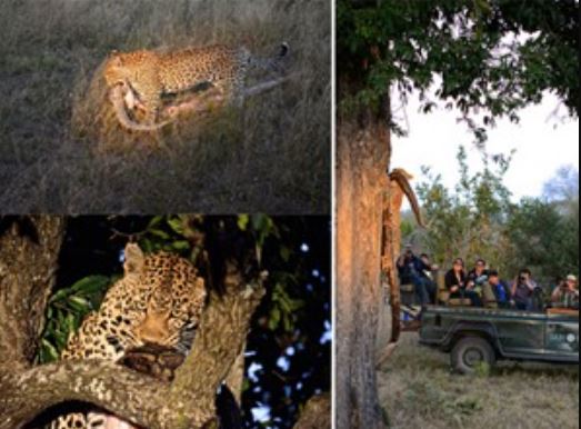 Clip: Báo kéo trăn khổng lồ lên cây để xé xác