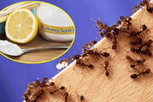 Cách đuổi kiến ra khỏi nhà một đi không trở lại, vừa rẻ tiền vừa không tốn công sức ai cũng làm được