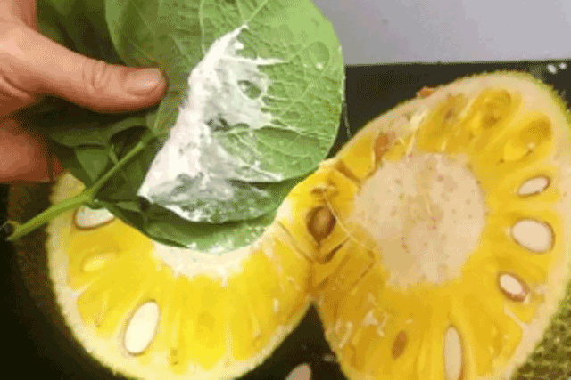 Bổ mít đừng chỉ dùng nước: Chỉ cần một nắm lá này là không sợ dính nhựa, ăn bao nhiêu vẫn sạch