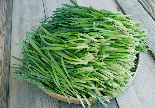 Có cây này cả năm nhà bạn không ai tốn tiền mua viên thuốc nào