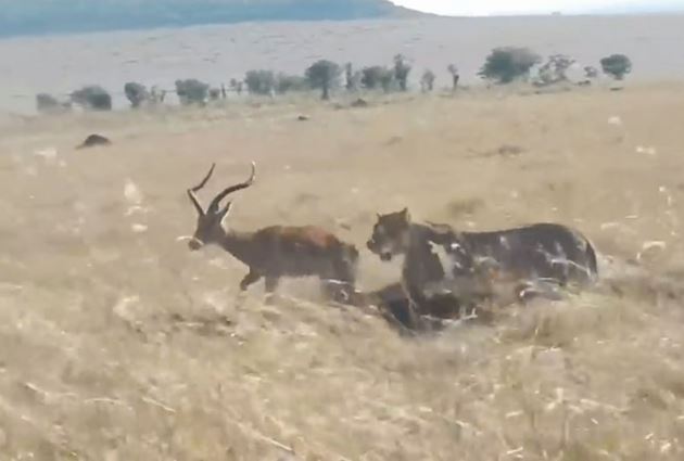 Clip: Sư tử bất ngờ tha chết cho linh dương trưởng thành