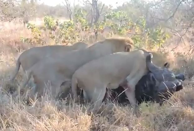 Clip: Cuộc chiến ác liệt giữa trâu rừng với 4 con sư tử