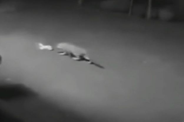 Clip: Đang ngủ trong sân, chó bị báo vào đoạt mạng