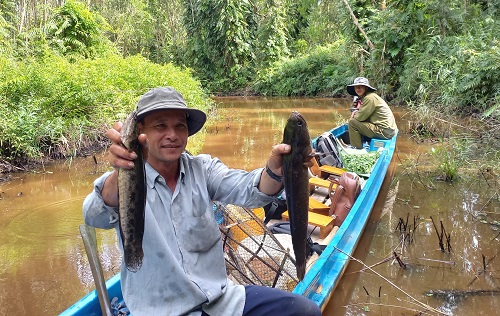 Hấp dẫn nghề đặt lợp bắt cá đồng ở Cà Mau 