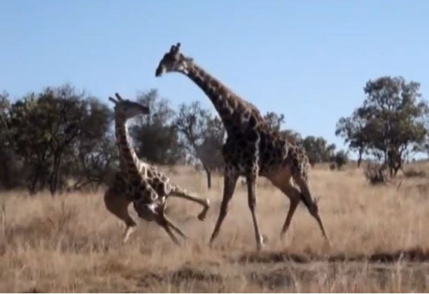 Clip: Hươu cao cổ dùng “thiết đầu công” hạ knock-out đồng loại