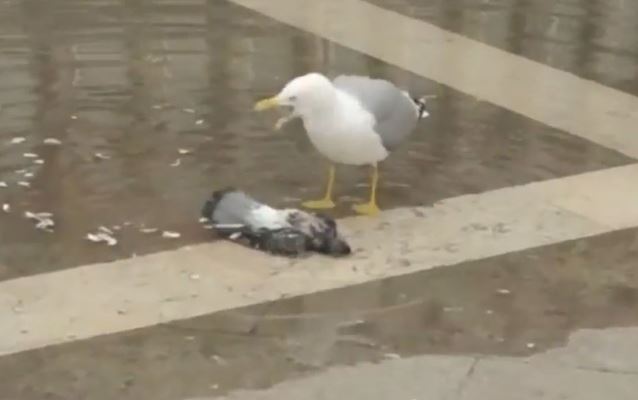 Clip: Hải âu “cười khoái trá” sau khi sát hại bồ câu