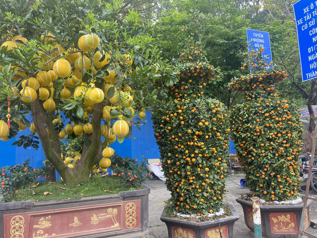 Nhi&#x1EC1;u hoa, ki&#x1EC3;ng T&#x1EBF;t &#x201C;&#x111;&#x1ED9;c, l&#x1EA1;&#x201D;, gi&#xE1; h&#x1A1;n tr&#x103;m tri&#x1EC7;u &#x111;&#x1ED3;ng