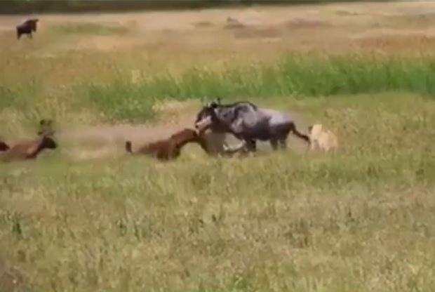 Clip: Linh cẩu “cứu” linh dương đầu bò thoát khỏi hàm sư tử