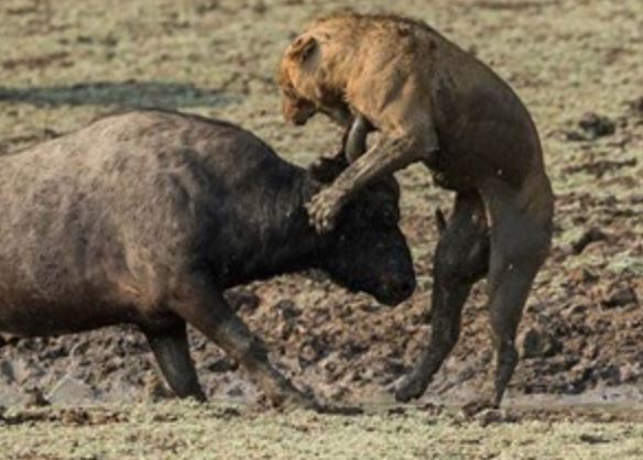 Bị dồn vào đường cùng, trâu rừng lao lên húc “thấu tim” sư tử