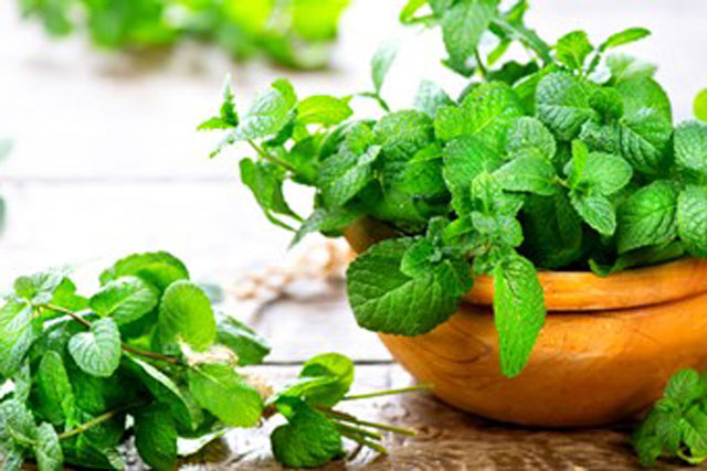 Công dụng bất ngờ của lá bạc hà