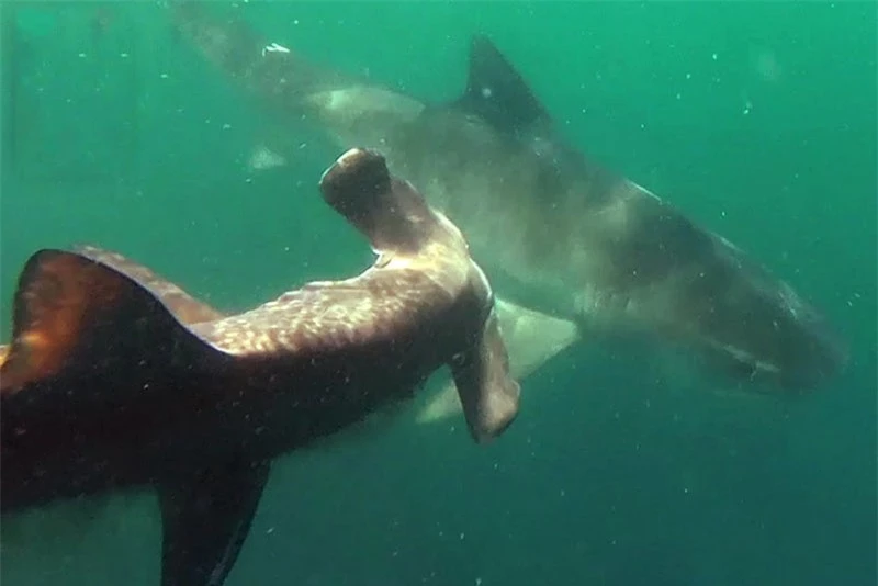 Cá mập đầu búa bị cá mập hổ tấn công.