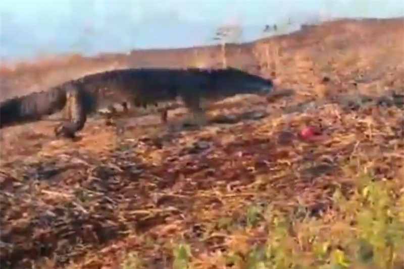 Cá sấu bò lên bờ cướp mồi của bầy chó hoang.