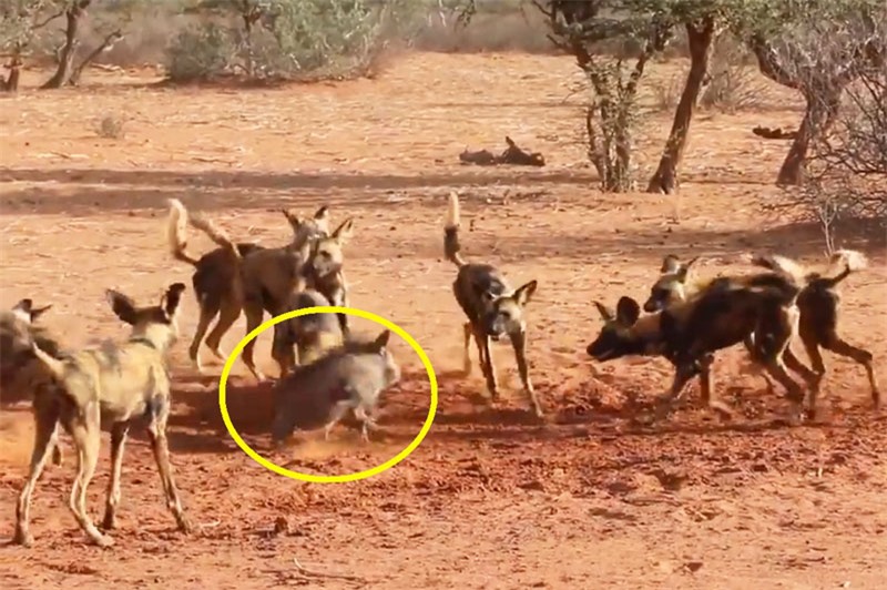 Heo rừng nỗ lực chiến đấu chống lại đàn chó hoang châu Phi.