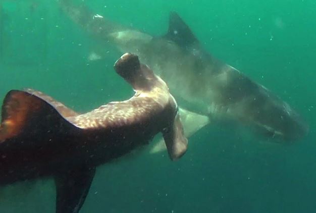 Clip: Cá mập đầu búa “chết oan” trước cá mập hổ