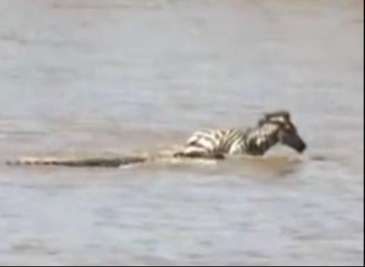 Clip: Ngựa vằn non nỗ lực giành sự sống trước hàm cá sấu