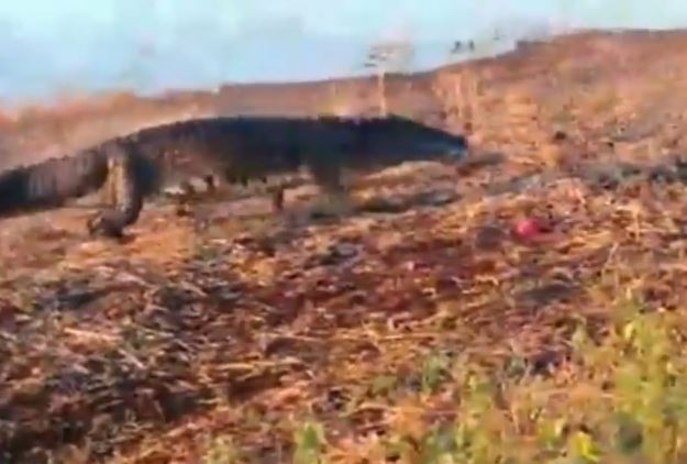 Clip: Cá sấu khổng lồ cướp mồi của chó hoang