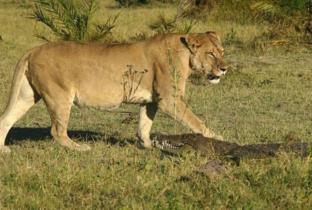 Cá sấu chết thảm vì bị sư tử "đánh hội đồng"