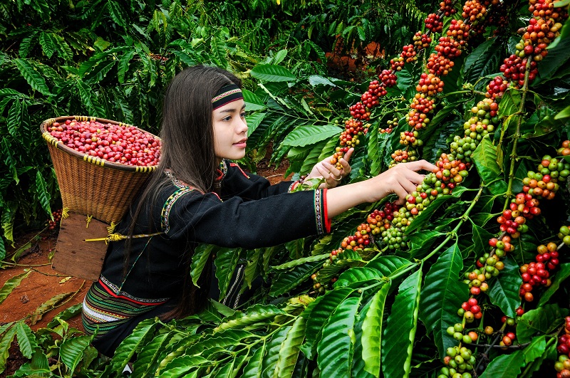 Đắk Lắk chiếm gần 1/3 tổng diện tích và sản lượng cà phê toàn quốc.