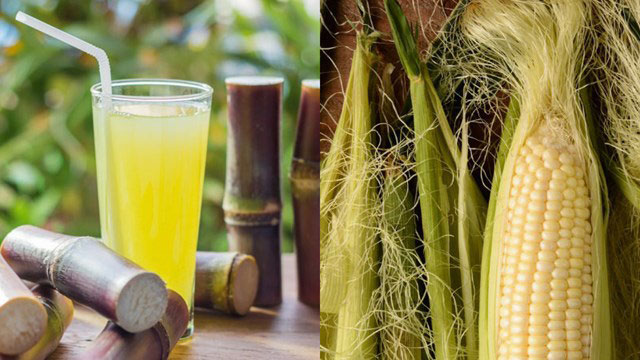 'Thần dược' khử độc của Đông y