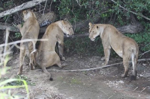 Clip: Báo “đơn thương độc mã” ác chiến với bầy sư tử