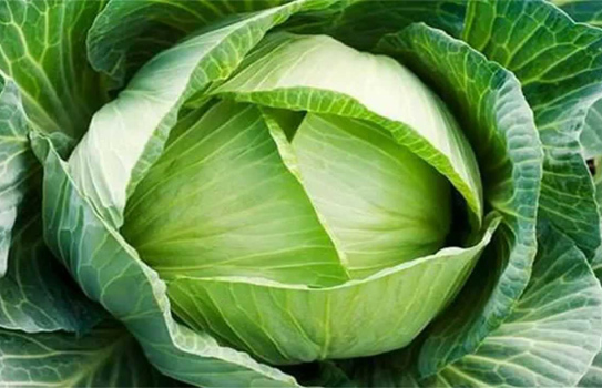 Bắp cải không chỉ là món ăn ngon còn đặc biệt tốt cho sức khỏe