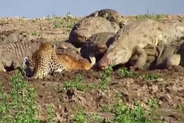 Clip: Báo liều mạng xông vào giữa bầy cá sấu để tranh ăn