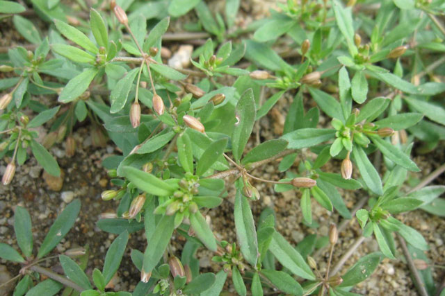 Tác dụng không ngờ của các loại rau, quả có vị đắng