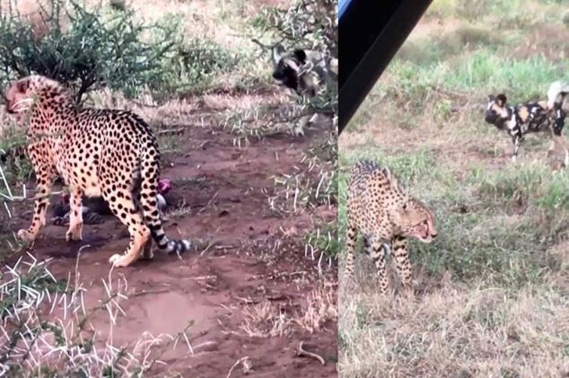 Clip: Bị đàn chó hoang tấn công, báo săn bỏ chạy thoát thân