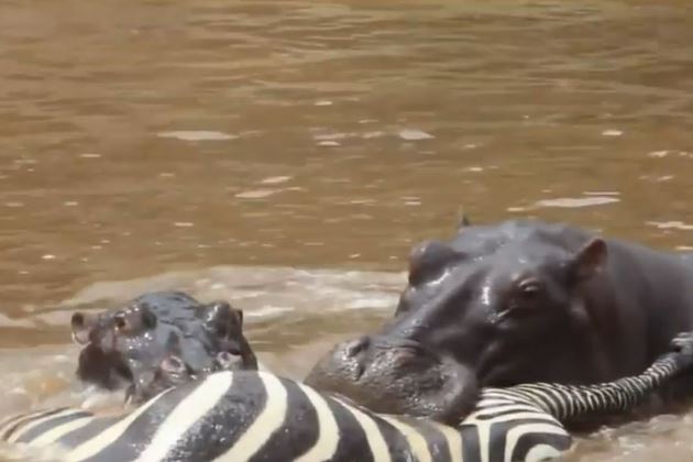 Clip: Bầy hà mã xé xác ngựa vằn cực kỳ dã man