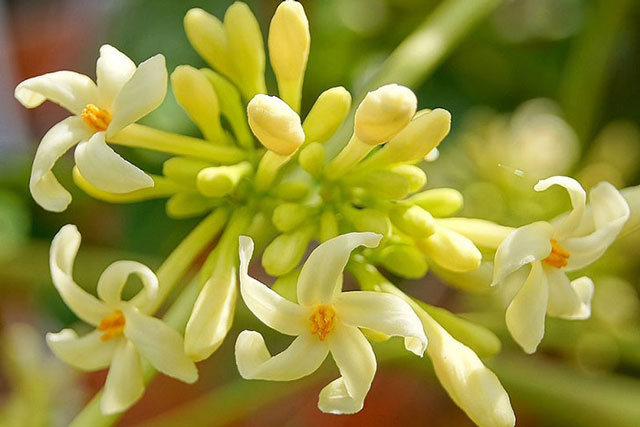 Bật mí 3 cách xào hoa đu đủ đực thơm ngon, đầy đủ dinh dưỡng lại không lo bị đắng