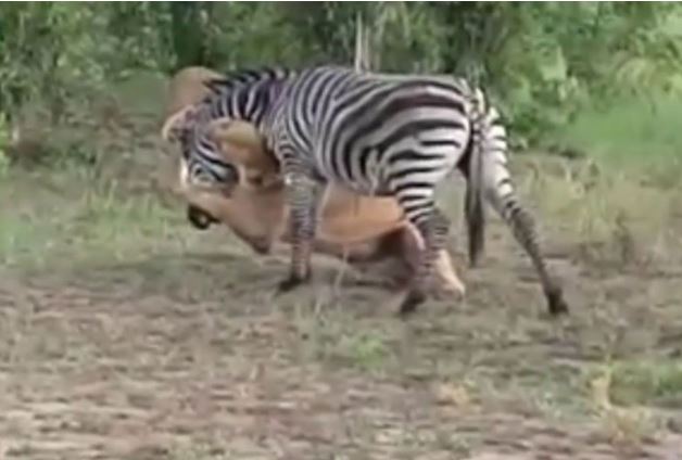 Clip: Cái kết cực thảm dành cho chú ngựa vằn ham ăn