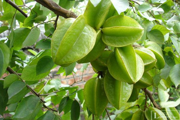 Bị mẩn ngứa, mề đay, ngừa ung thư hãy dùng ngay quả khế