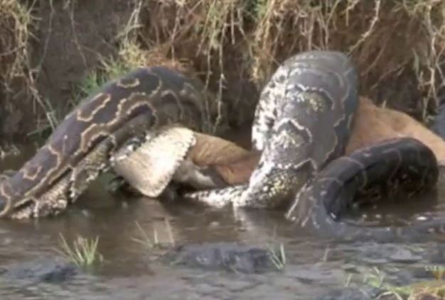 Clip: Trăn khổng lồ “nếm trái đắng” vì cố nuốt linh dương