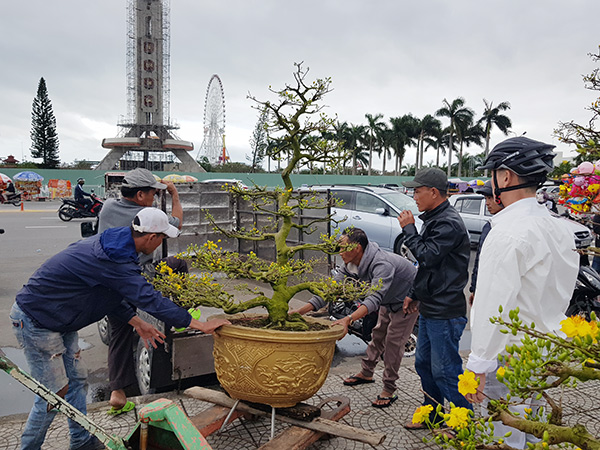 Bất chấp thời tiết không thuận lợi, hàng trăm nhà vườn tham gia chợ hoa Tết Đà Nẵng