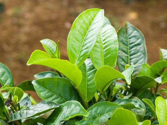 Giảm cân với trà xanh