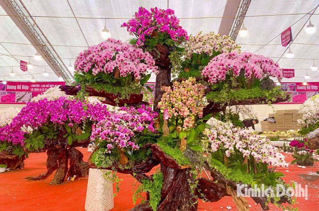 Cận cảnh lan Hồ Điệp bonsai giá trăm triệu thu hút người dân sắm chơi Tết