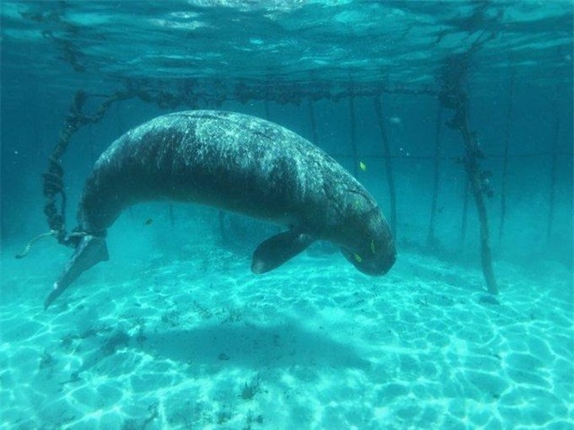 Sự thật đáng sợ vô tình được nhóm thợ lặn khám phá dưới đáy đại dương ảnh 1