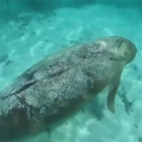 Sự thật đáng sợ vô tình được nhóm thợ lặn khám phá dưới đáy đại dương ảnh 2