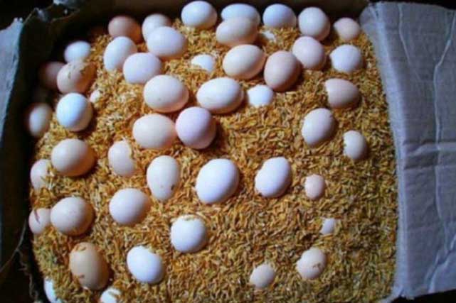 Không cần để trứng vào tủ lạnh: Làm theo cách này, trứng để cả tháng vẫn tươi ngon