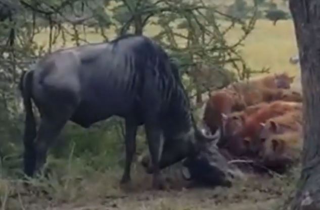 Clip: Linh dương đầu bò húc nhau, linh cẩu hưởng lợi