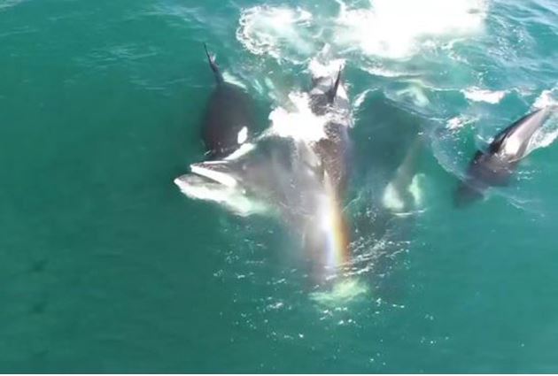 Clip: Đàn cá voi sát thủ hợp sức “đoạt mạng” cá voi khổng lồ