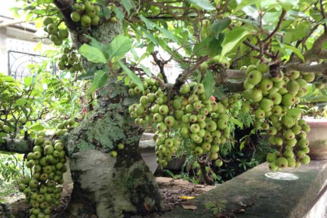 3 loại cây có thể dùng làm bài thuốc, bày trong nhà dịp Tết còn giúp hút tài lộc