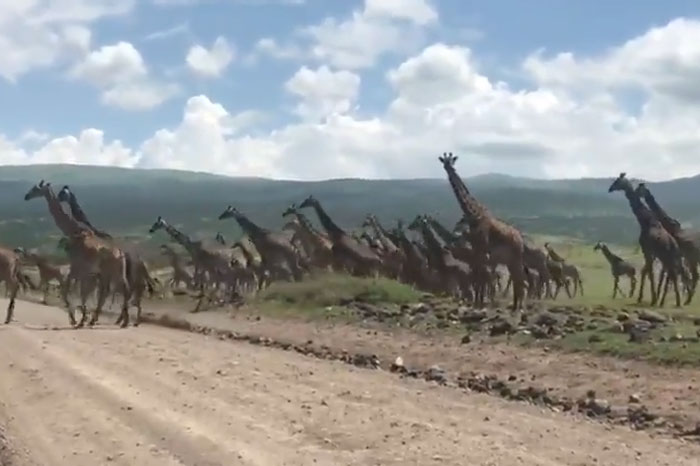 Cảnh tượng độc nhất vô nhị, một "binh đoàn" hươu cao cổ ùn ùn kéo nhau qua đường khiến giao thông bị tê liệt