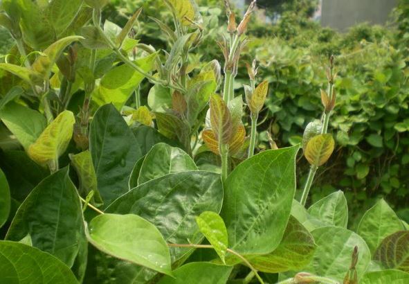 Có lá mơ bị những bệnh này không tốn tiền mua thuốc tây