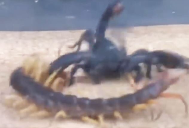 Clip: Màn ác chiến không khoan nhượng giữa bọ cạp với rết